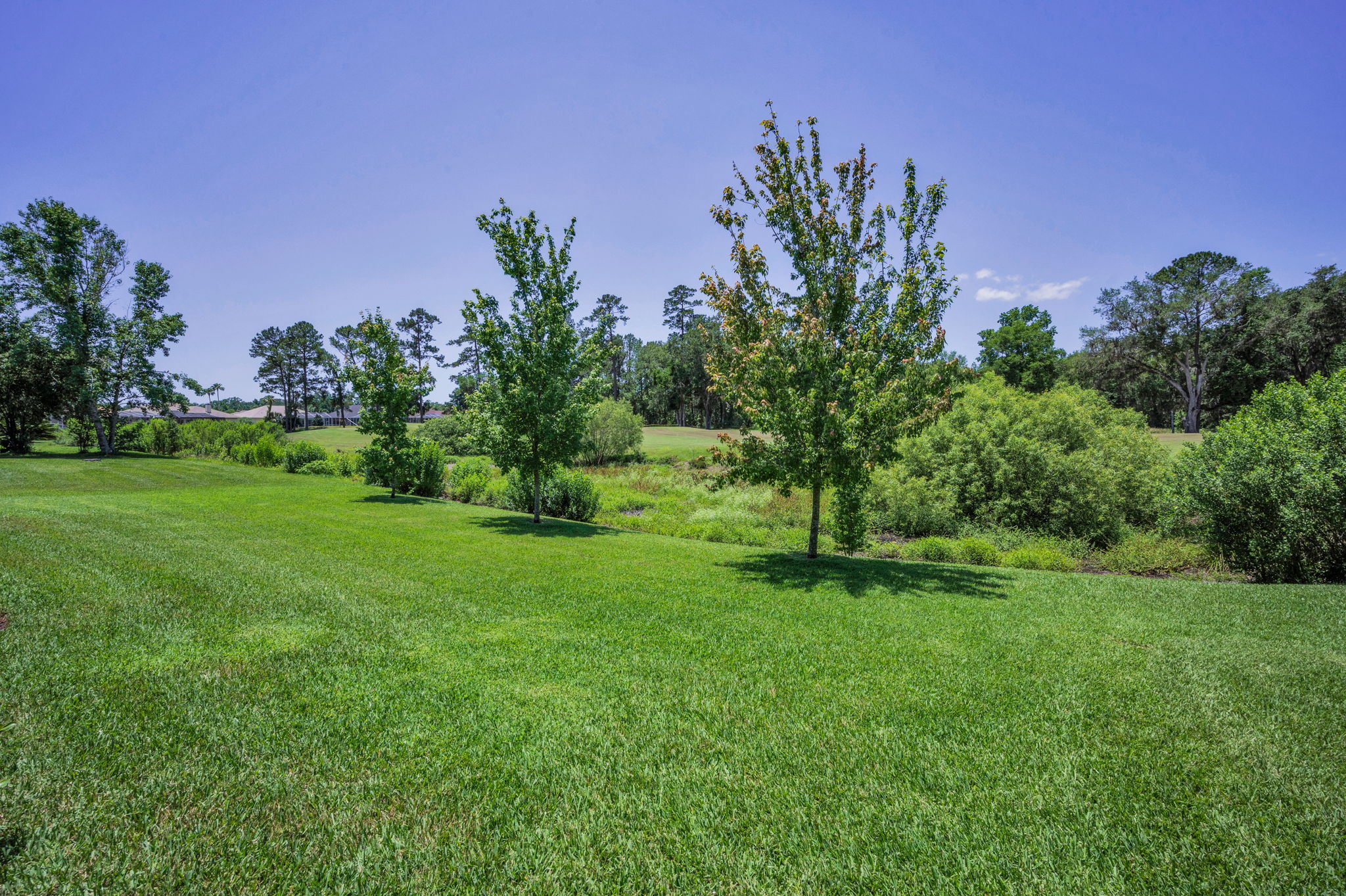 Backyard1