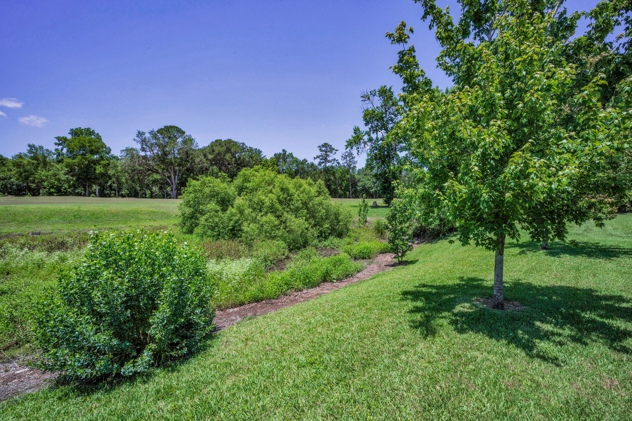 Backyard6