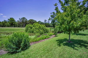 Backyard6