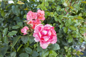  Photo 32