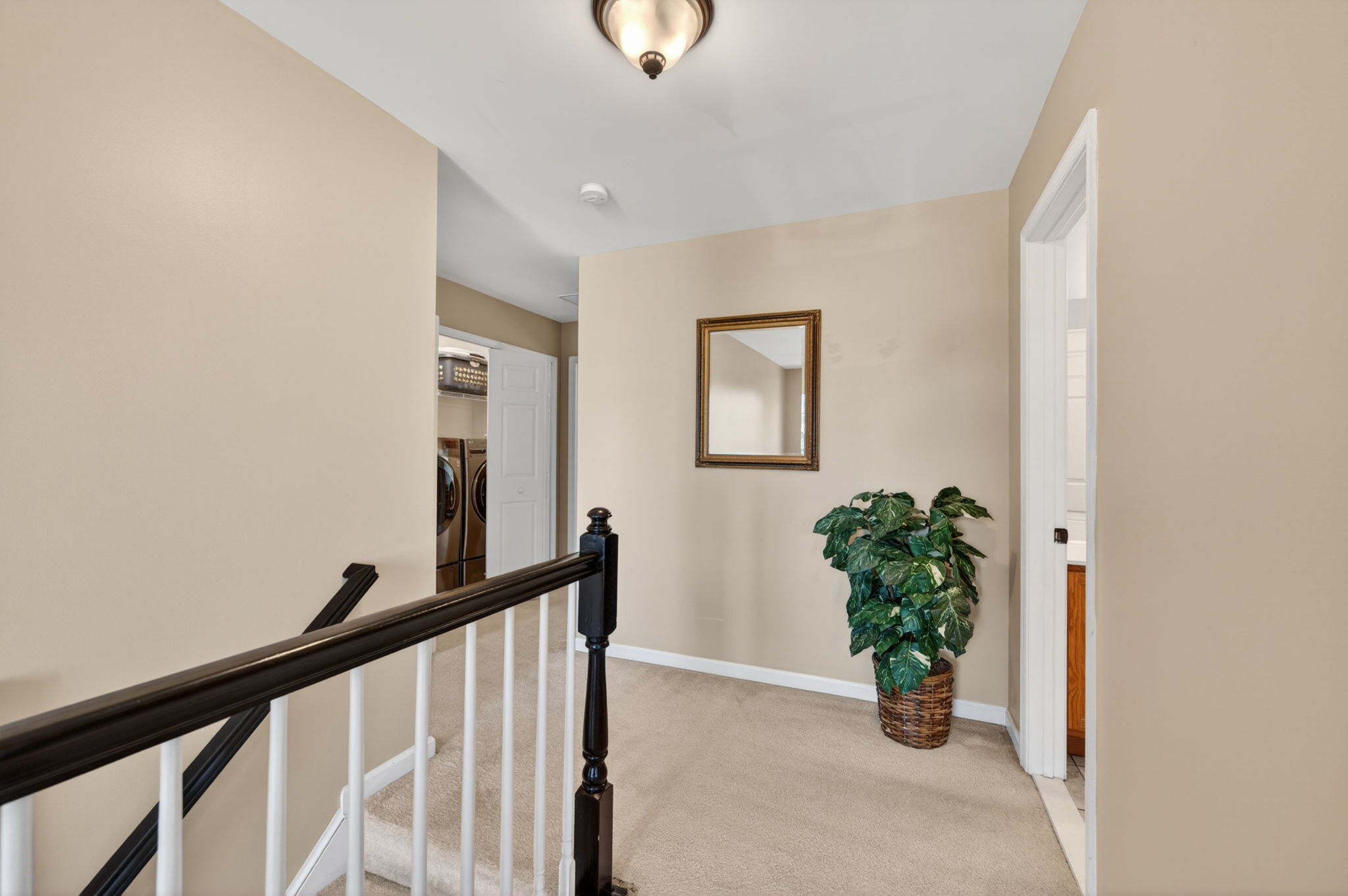 Larkspur 41