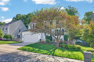 Larkspur 3