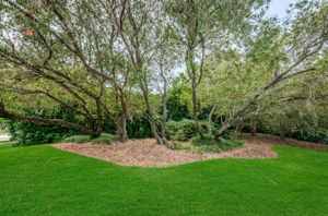 Backyard6-e
