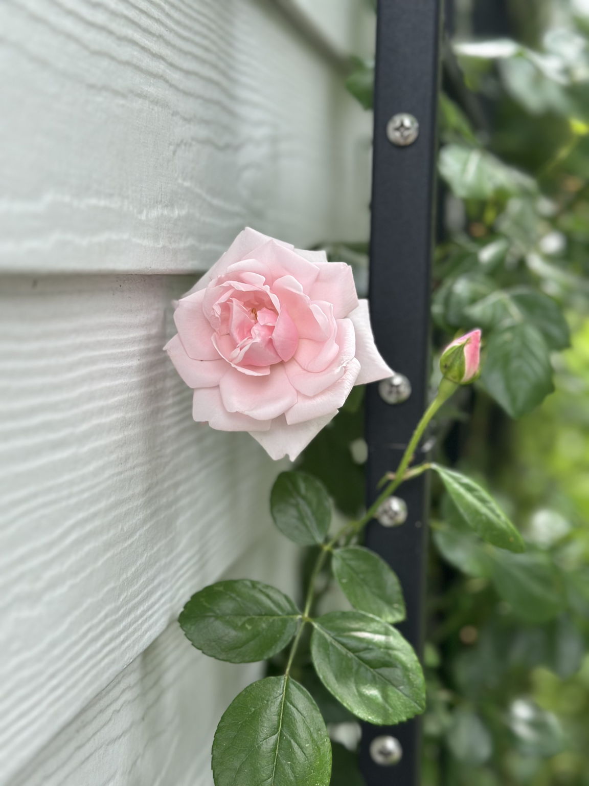 Soon the trellis on the back will be full of pink roses