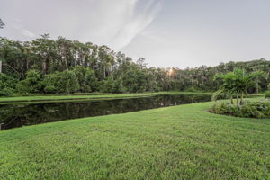 Backyard1