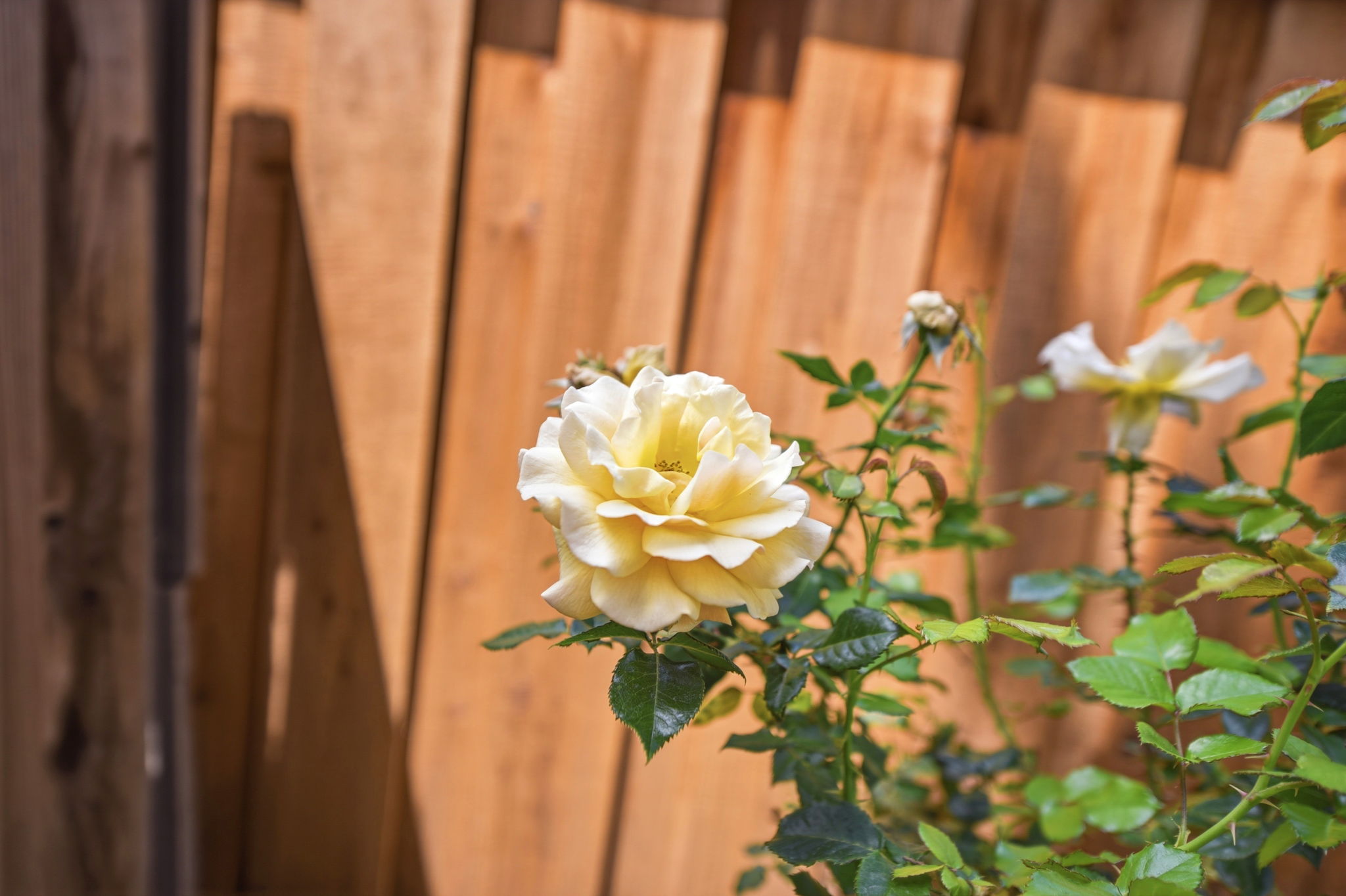  Photo 44