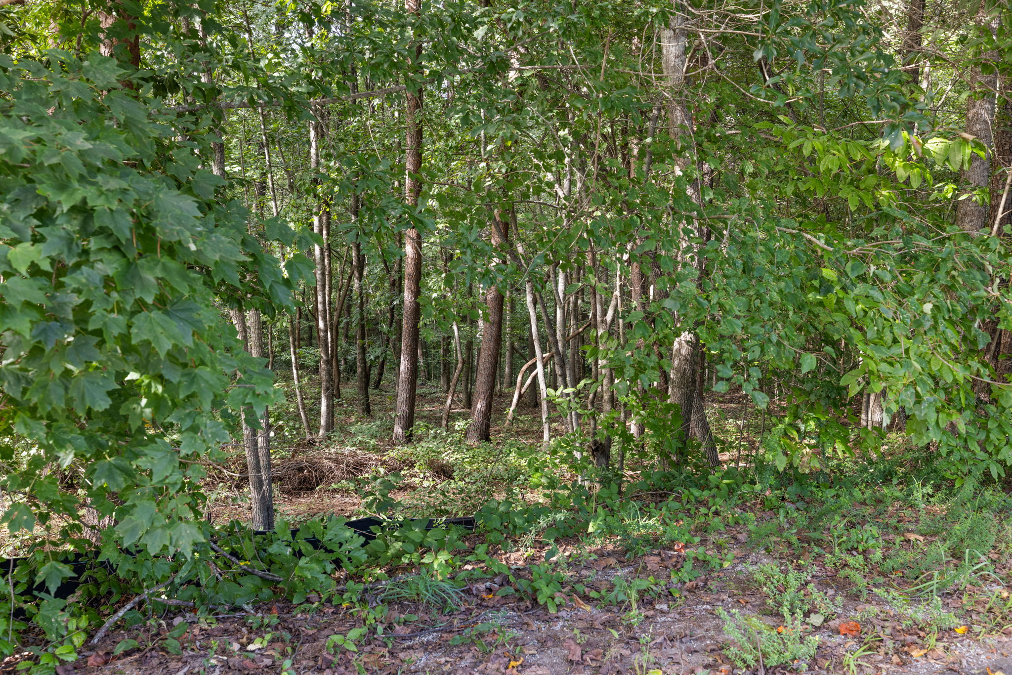 Image-4