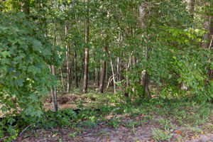Image-4