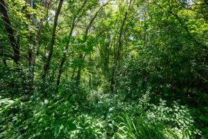  Photo 51