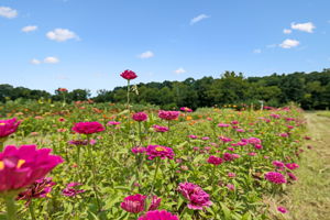  Photo 40