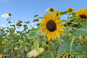  Photo 42