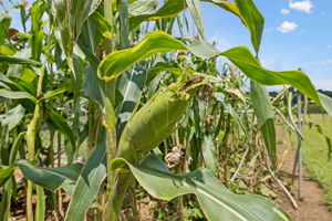  Photo 50