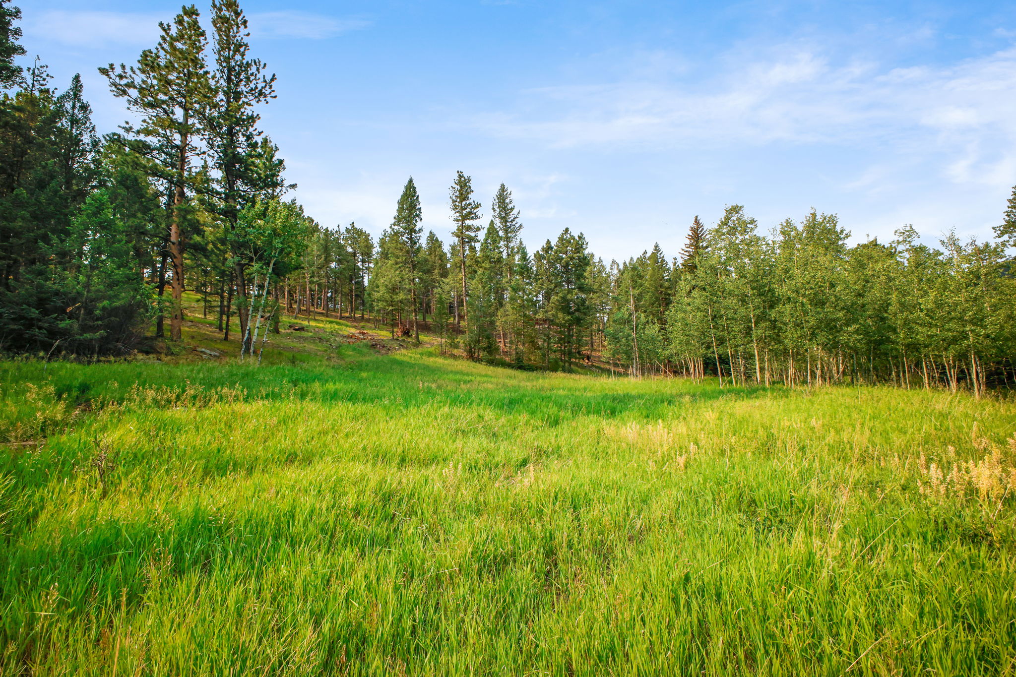 Lush Meadow