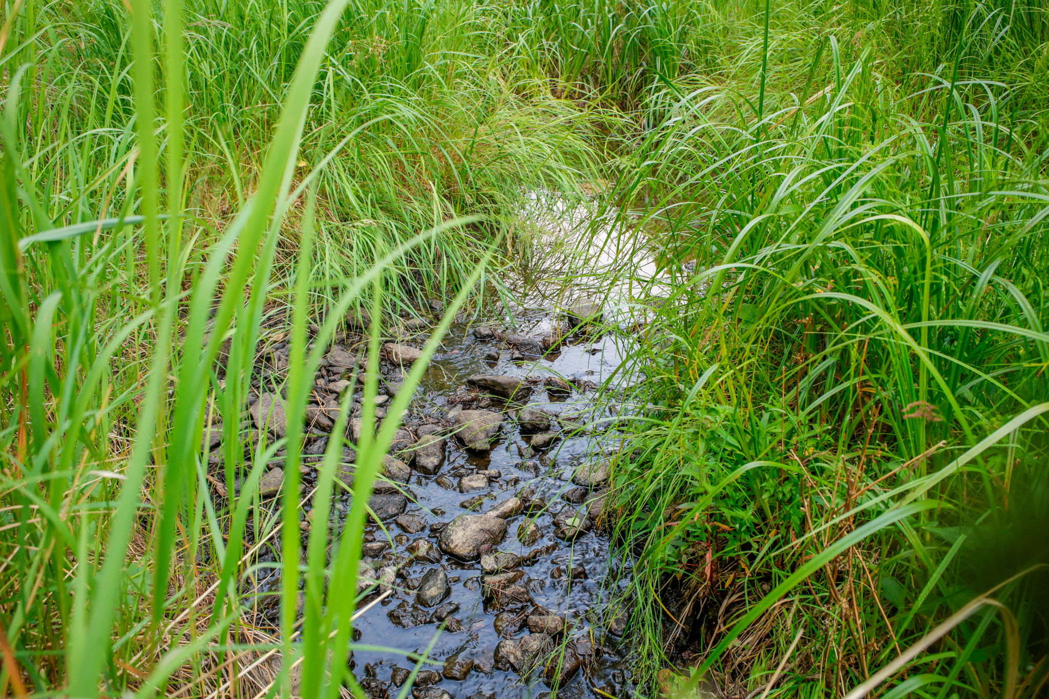 creek