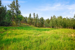 Lush Meadow