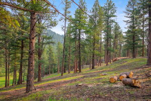 tree mitigation work