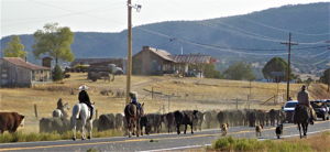 Cattle Drive in Front of Store 2