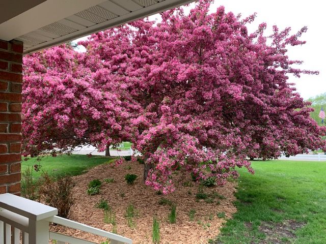 Beautiful Blooming Spring Trees