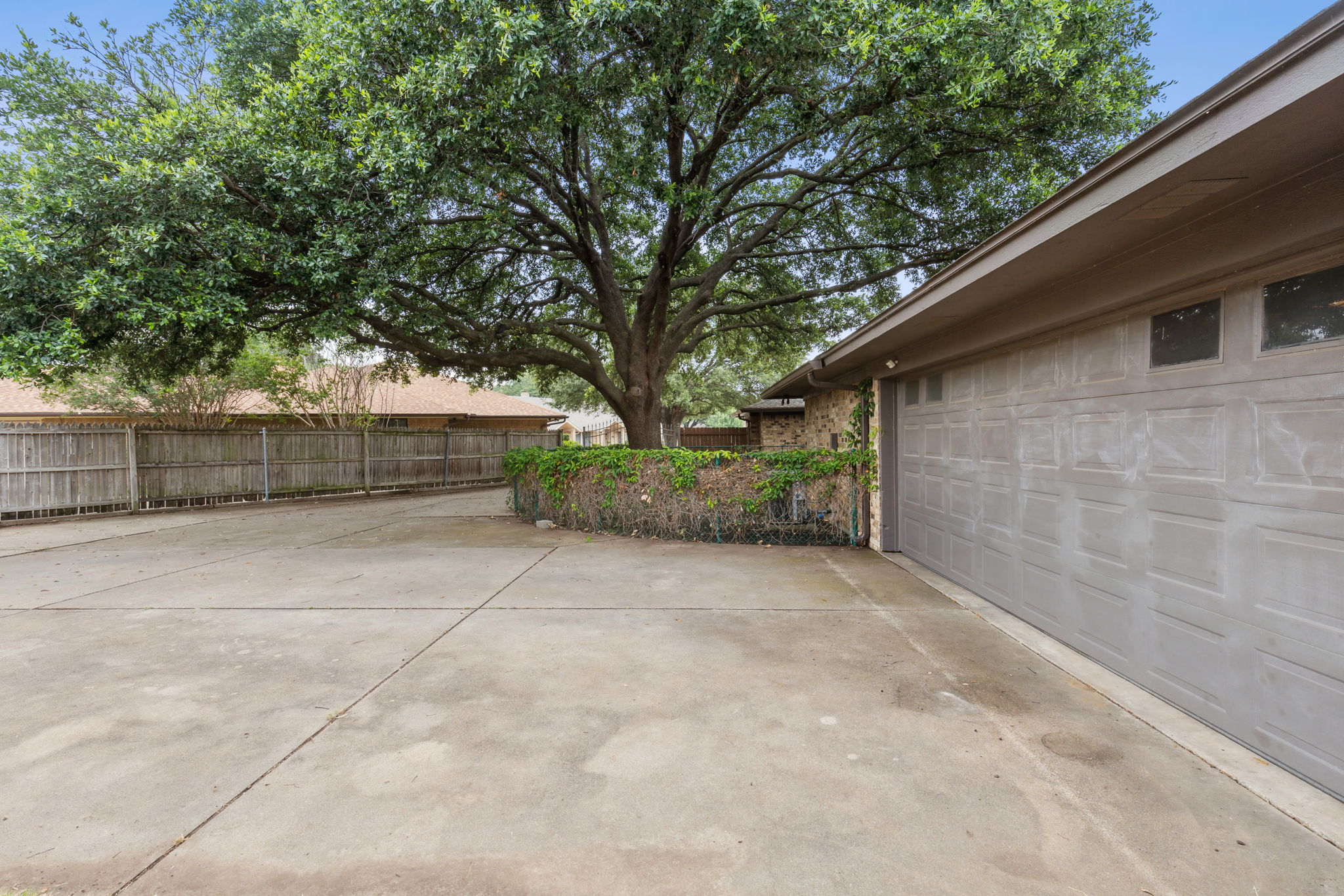 Huge Live Oak of Larger Unit