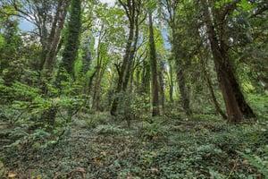 SE Aldercrest Rd-S2310-077.jpg