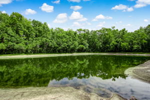 Blackwood Forest