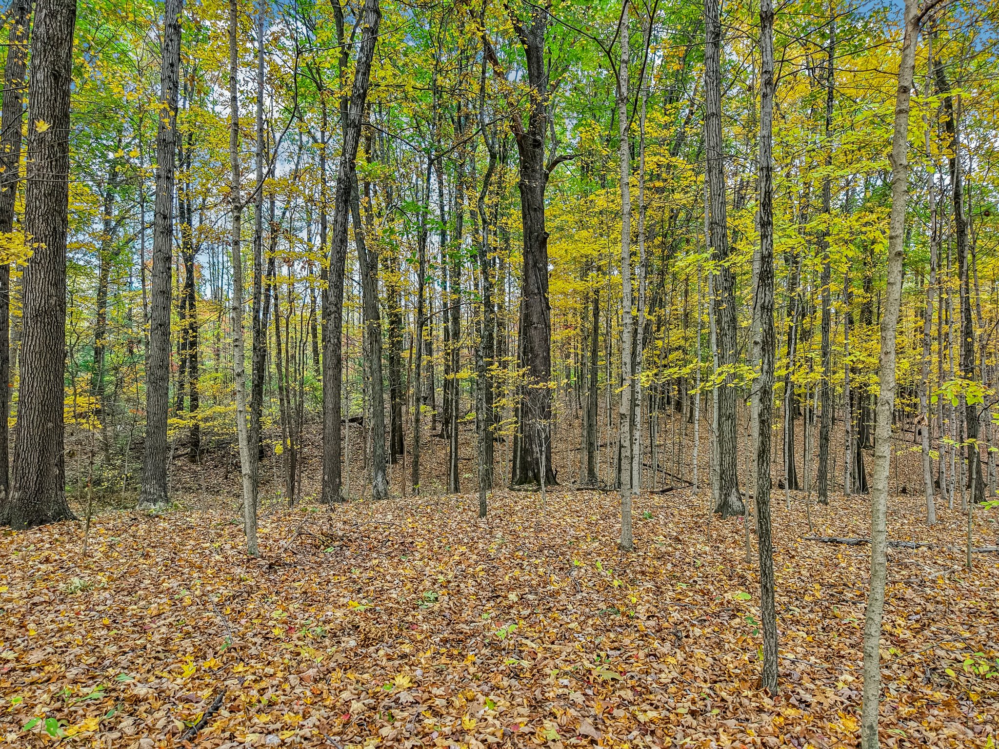 Hornettown Ln-S0211-021.jpg