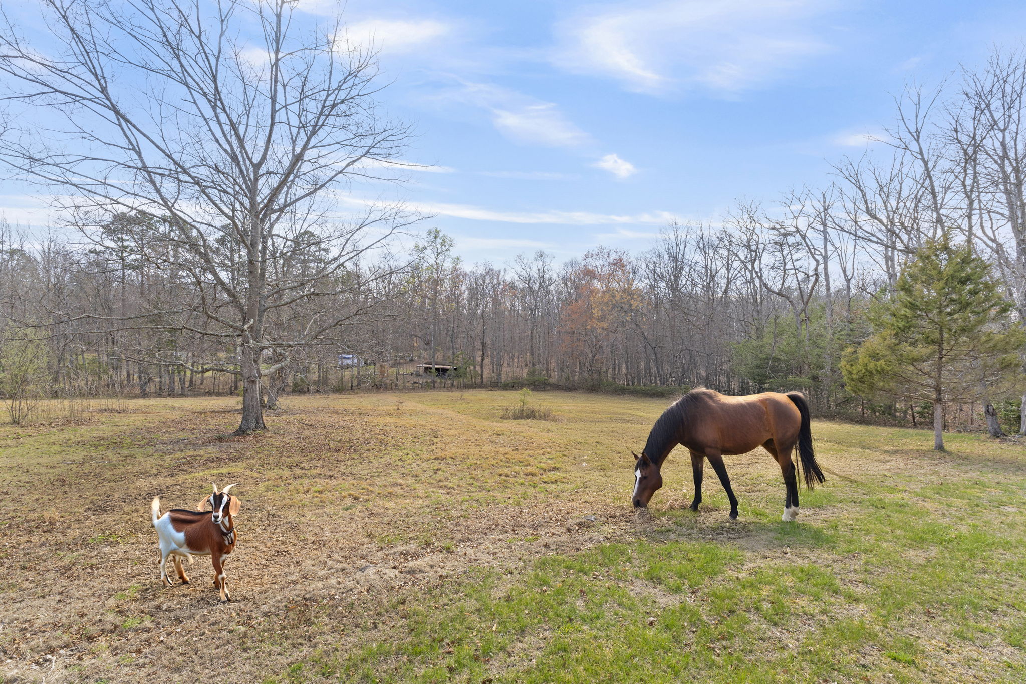 DSC02116-animals