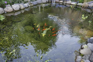  Photo 51