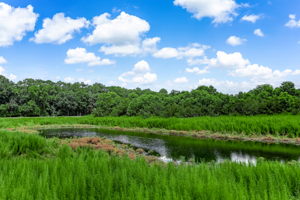 Marsh View