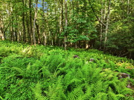  Photo 44