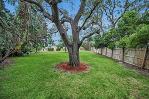 Backyard9