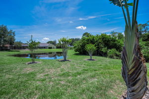 Backyard1