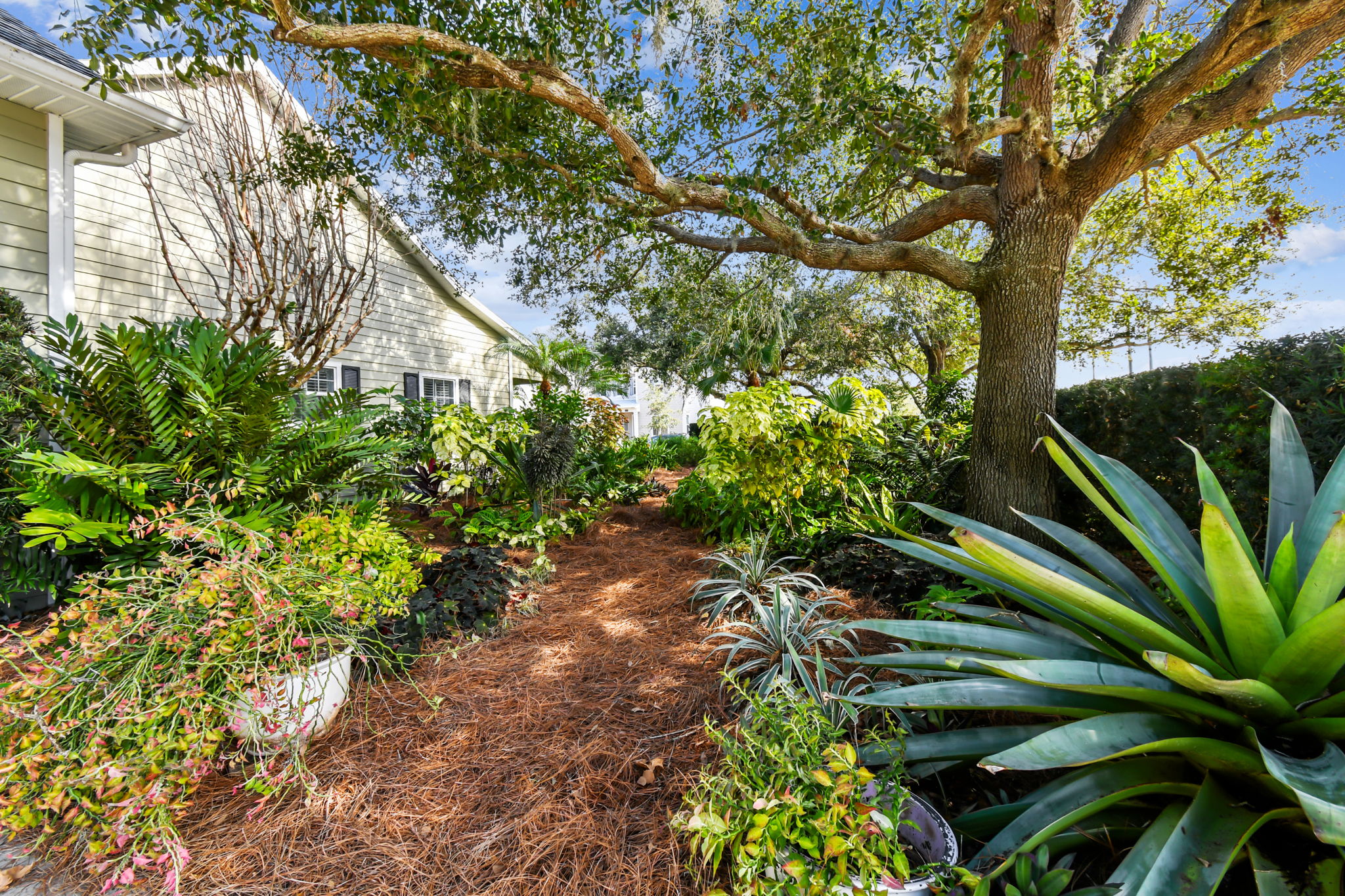 Backyard is like a secret garden