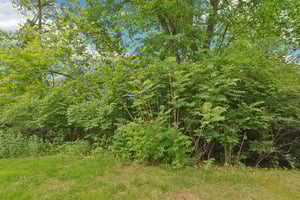 Knickerbocker Ln-2805-055.jpg