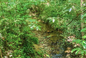 Creek on property
