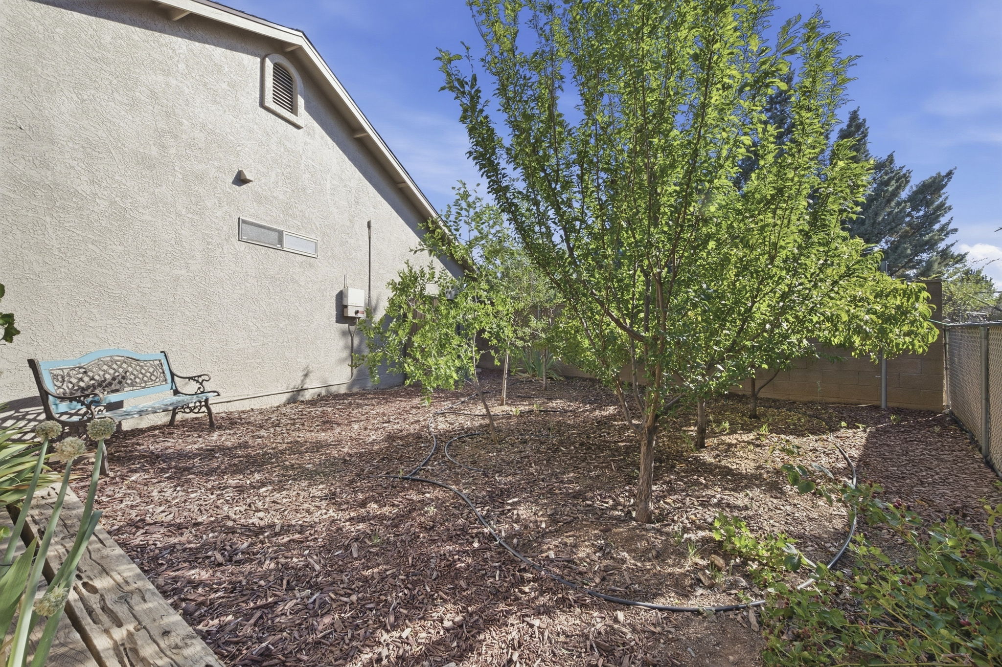 Backyard 4