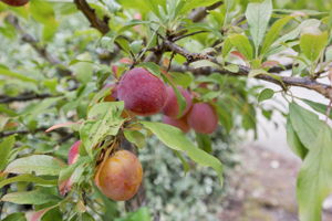  Photo 48