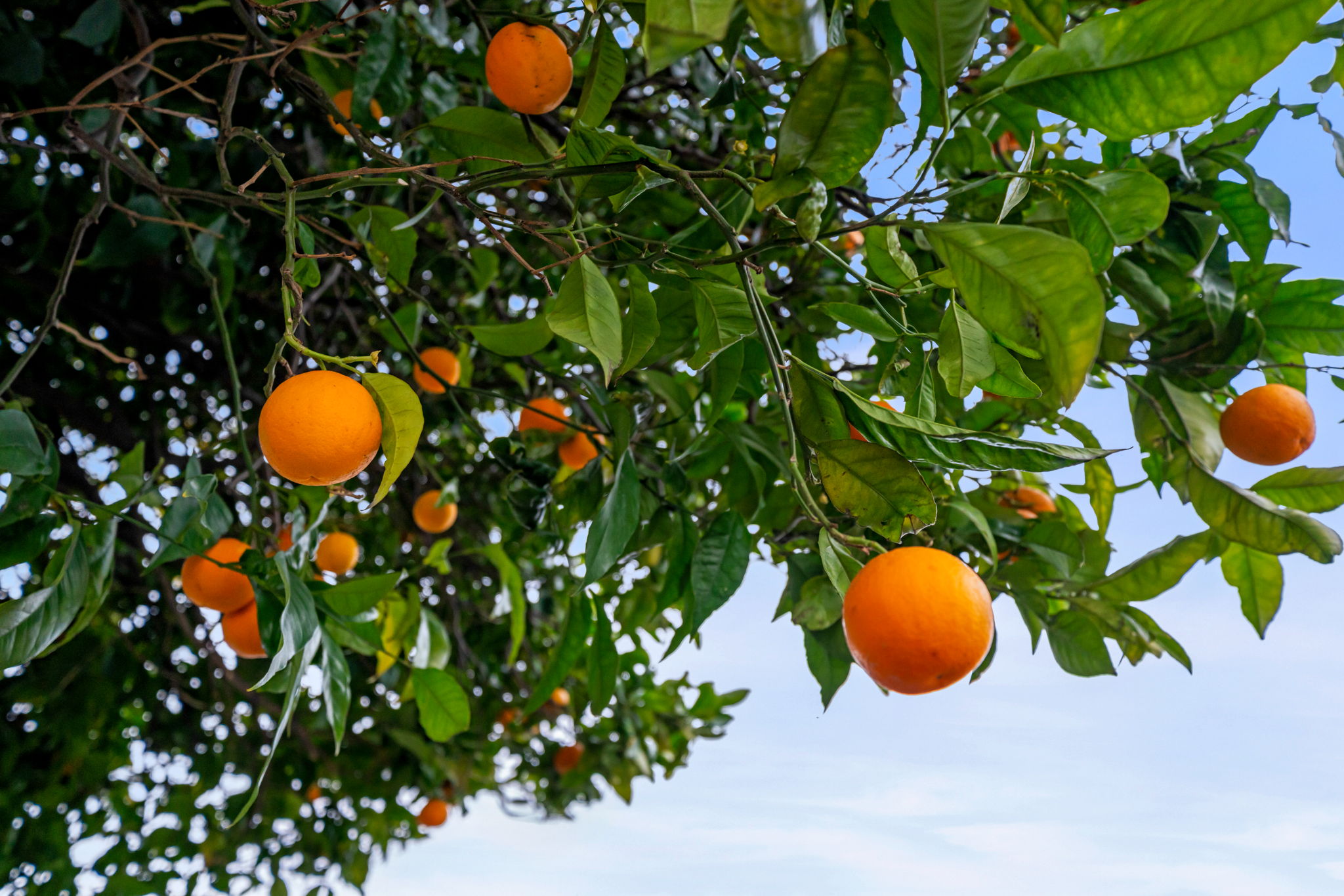 2 Large Mandarin Trees on Property