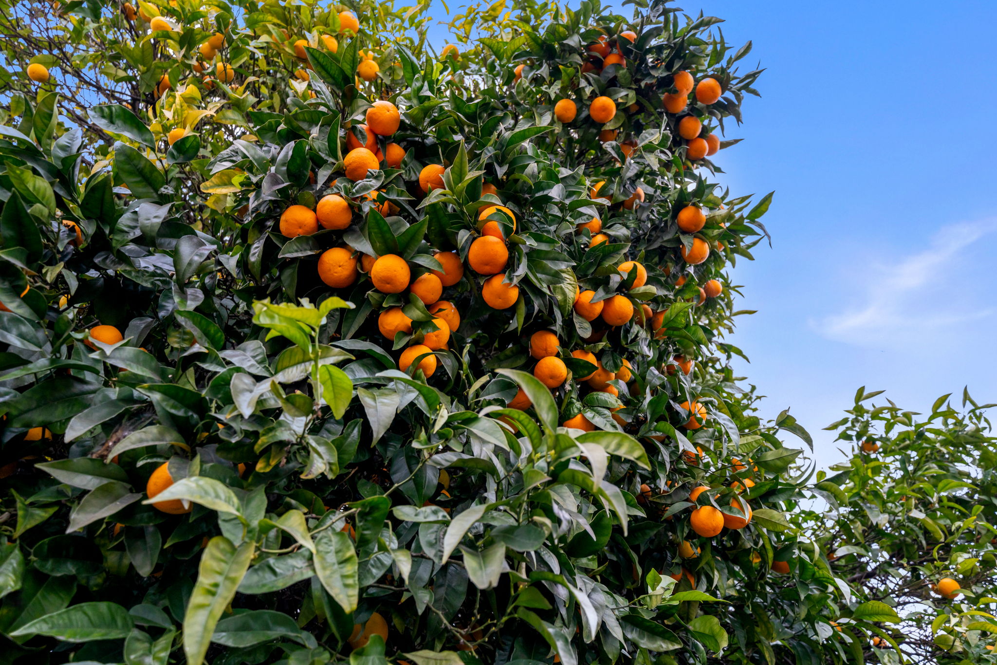 2 Large Mandarin Trees on Property