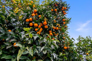 2 Large Mandarin Trees on Property