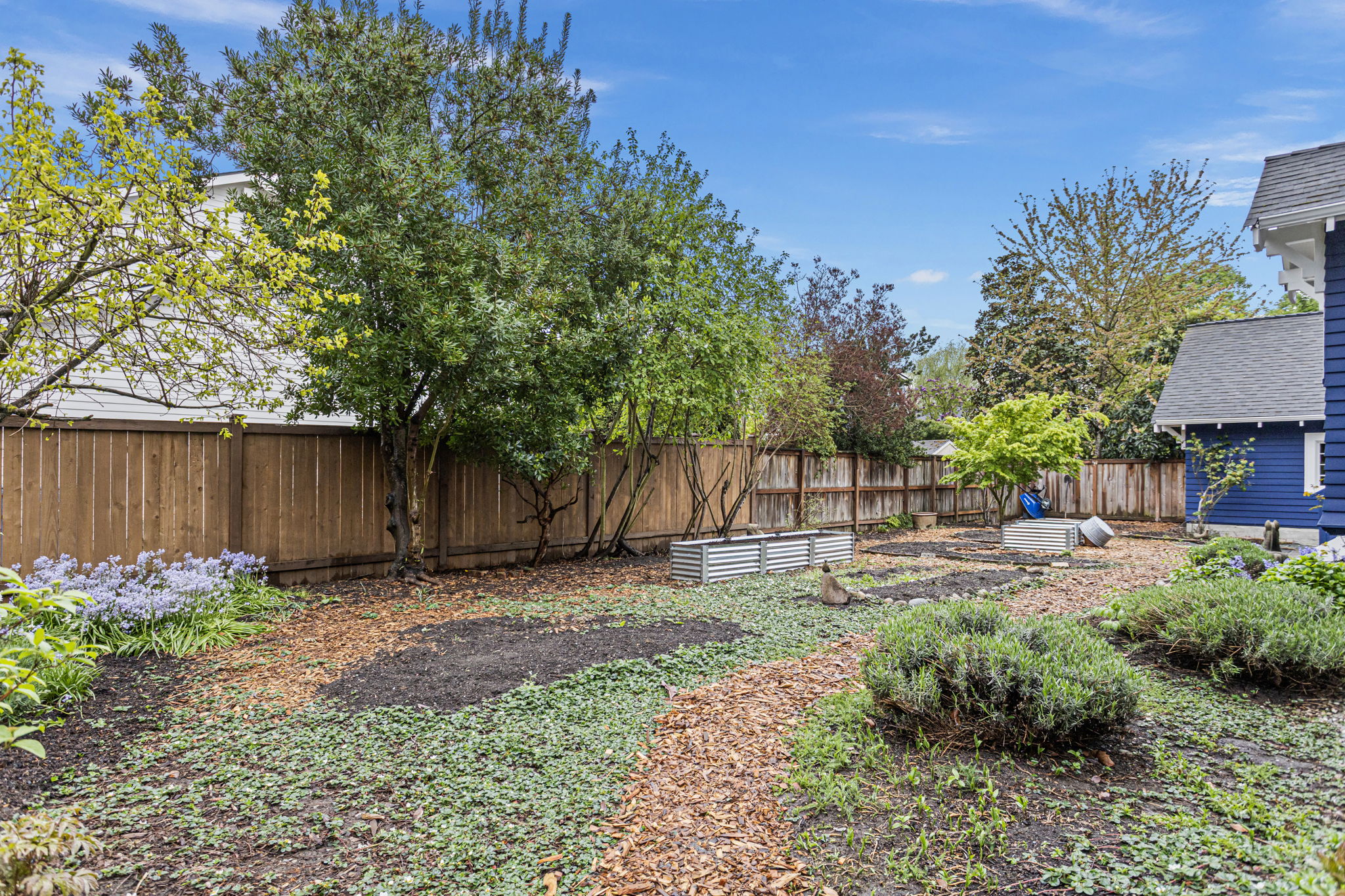 The east garden — established trees, metal raised beds, ground cover, Japanese maple at the fence line. Early spring — and it already looks like this.