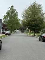 Tree lined Residential Street