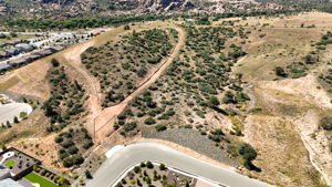 Birds Eye