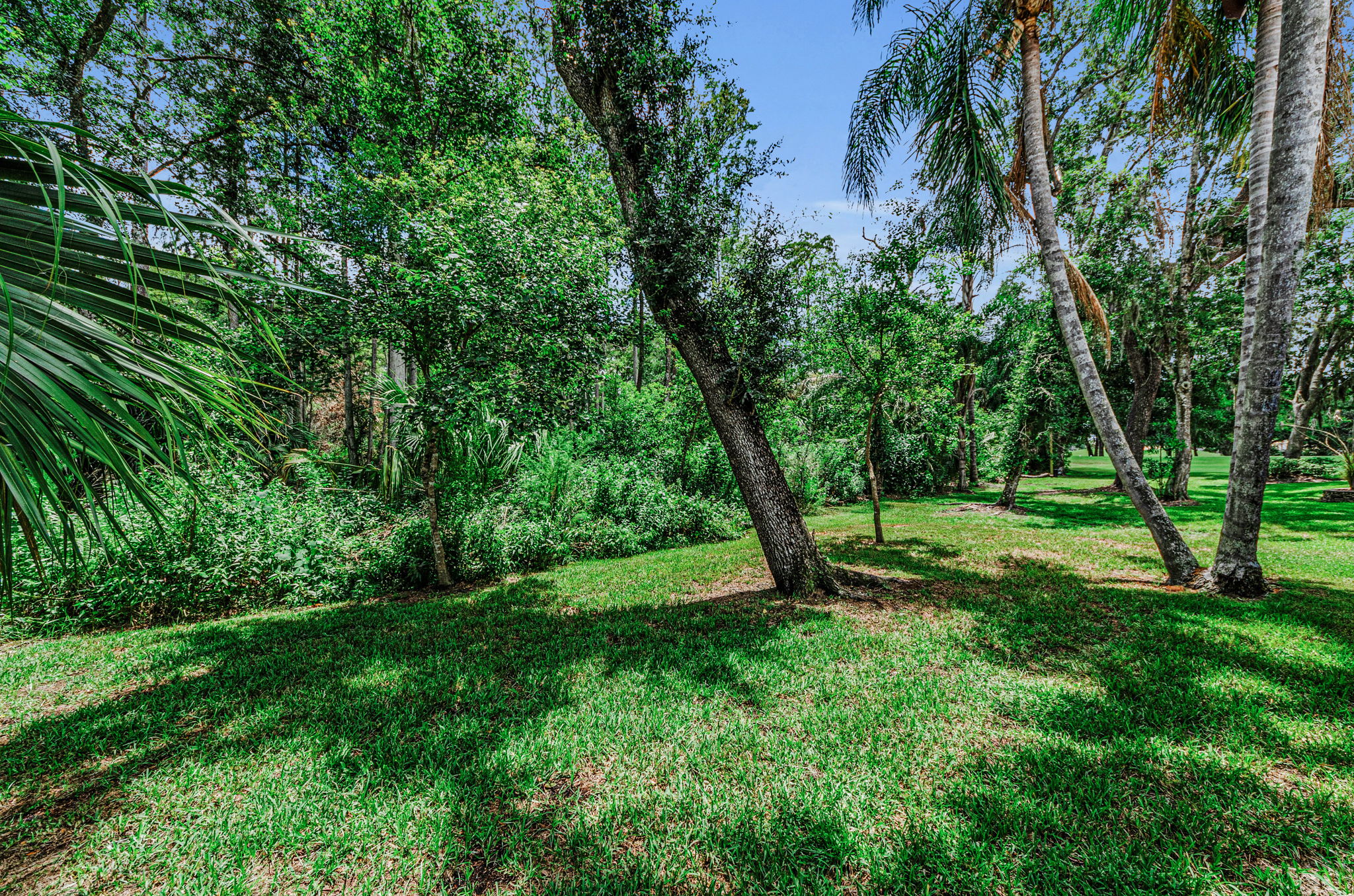 Backyard1