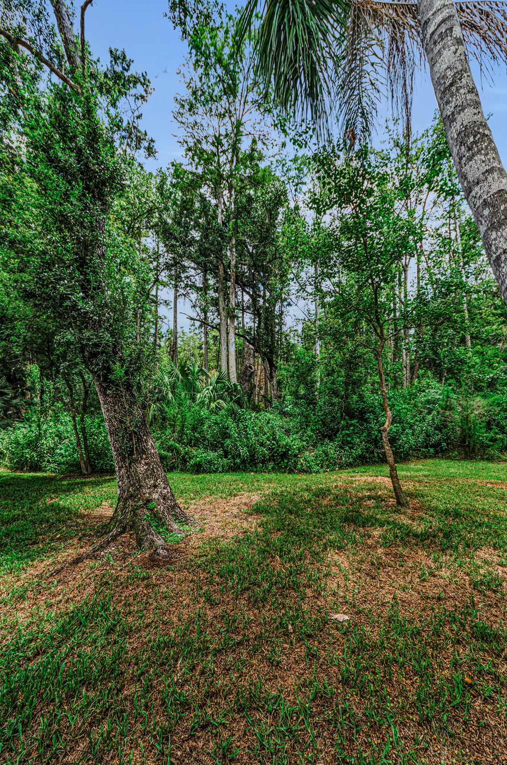 Backyard6