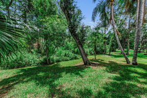 Backyard1