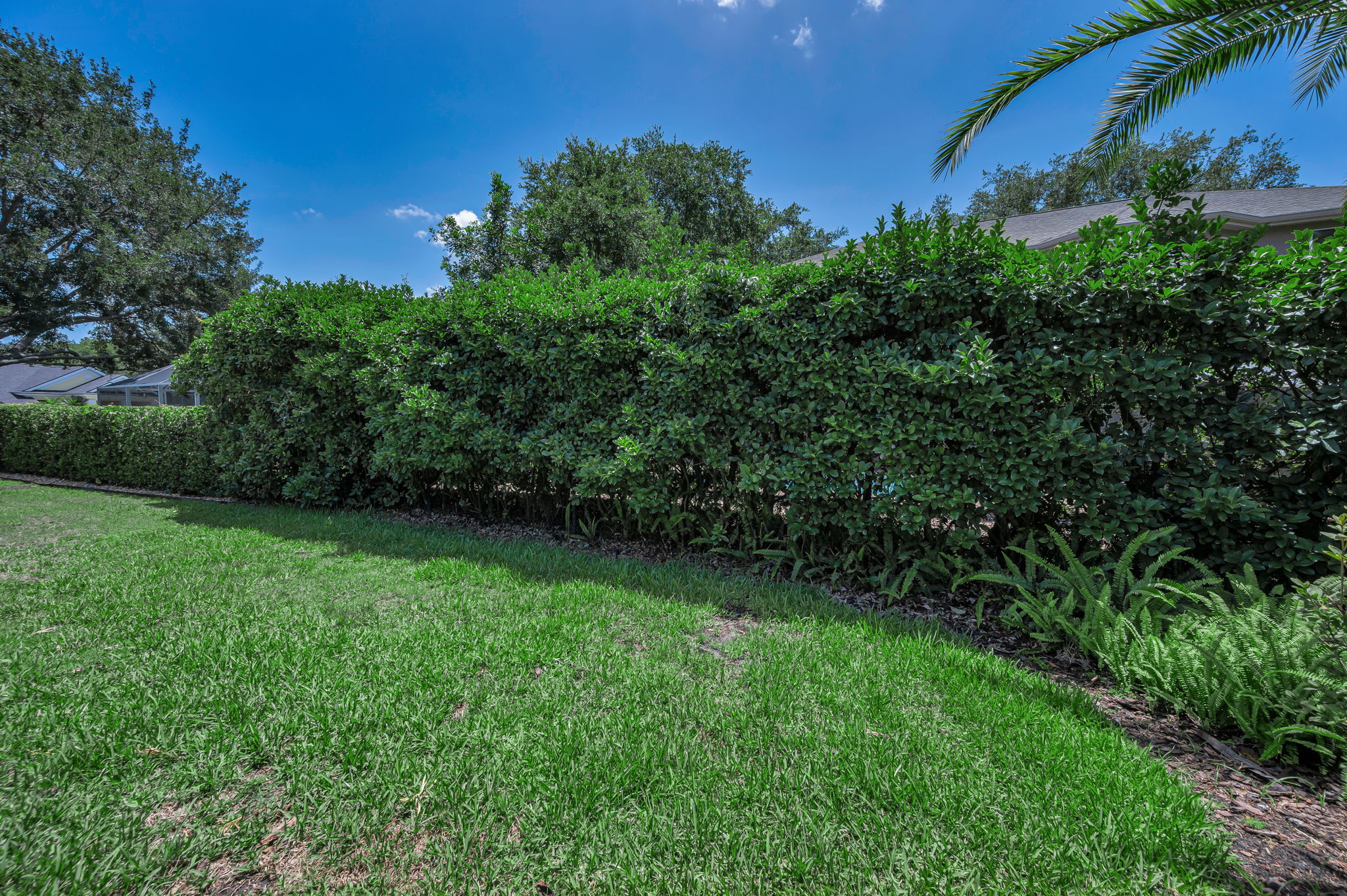 Backyard2