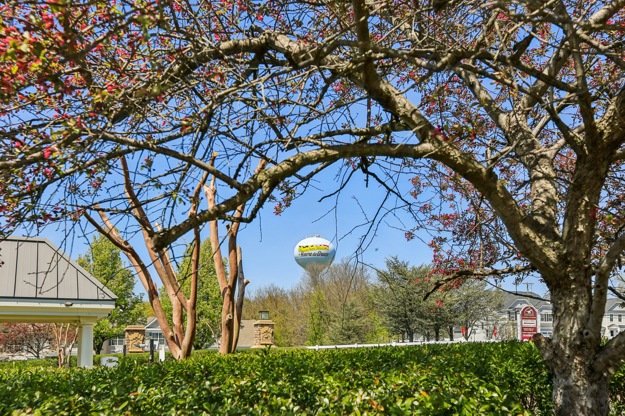 Risen Star Ct-1304-910.jpg