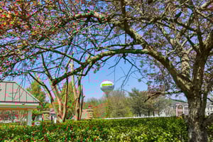 Risen Star Ct-1304-910.jpg