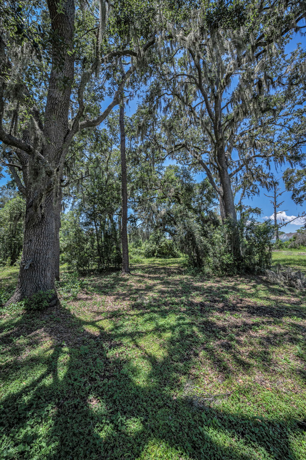 Backyard7